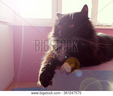 Muzzle Of Cat. Close-up. Muzzle Of Black Cat. Lazy Pet. Domestic Animal