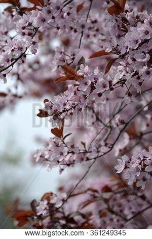 Cherry Trees Blossom, Pink Flowers In Spring