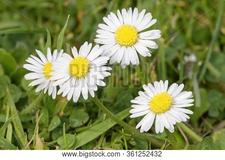 Common Daisy - Bellis Perennis 
Common Lawn Weed