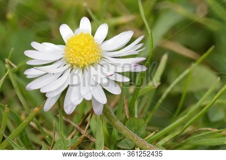Common Daisy - Bellis Perennis 
Common Lawn Weed