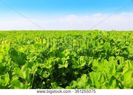 Beautiful green clower grass and sky