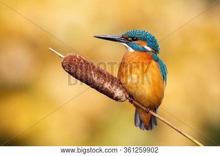 Calm Male Common Kingfisher Sitting Still On Bulrush Reed On A Sunny Day