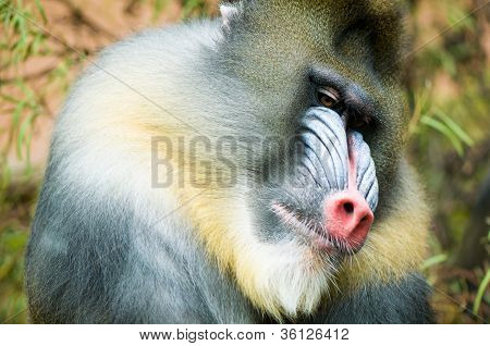 Mandril