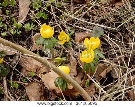 Spring Bright Yellow Joyful Spring Eranthis On A Blurred Background Of The Spring Garden