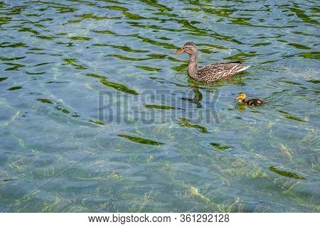 A Family Of Mallards Swimming At Grand Tetons Np, Wyoming