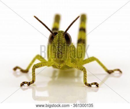 A Macro Image Of A Grasshopper Isolated On A White Background With A Reflection