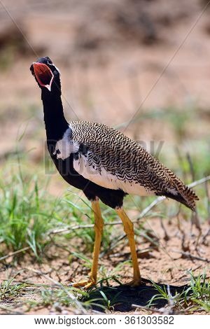 The Northern Black Korhaan (afrotis Afraoides), Also Known As The White-quilled Bustard With Open Be