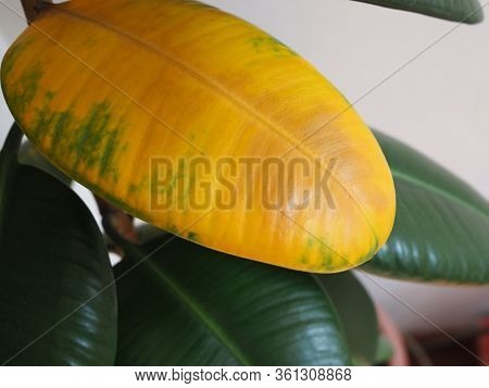 Yellow Wilted Leaf On Green Rubber Ficus Plant Ficus Elastica, Assam Rubber, Indian Rubber Tree , Ho