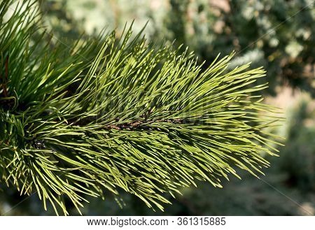 The Branch Of Black Pine Close-up On A Blurred Background Of Other Green Trees And Shrubs, Selective