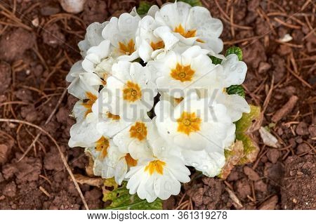 White Spring Primrose Photographed In The Garden.