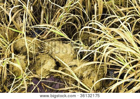Of Cattle Waste.