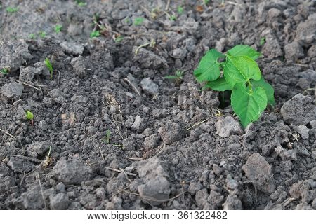 A Beanstalk Sprouts In The Garden. Horticulture.