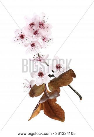 Branch Of Plum Tree With Beautiful Blossom Isolated On White. Spring Season