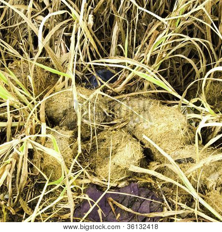 Of Cattle Waste.