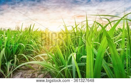 Agriculture, Sugarcane Field At Sunset. Sugarcane Is A Grass Of Poaceae Family. It Taste Sweet And G