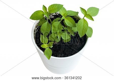 Basil (ocimum Basilicum), Great Basil Or Saint Josephs-wort, Is A Culinary Herb Of The Family Lamiac