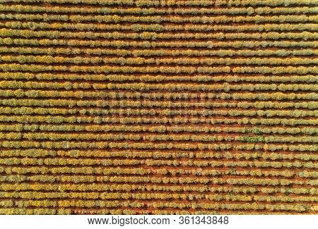 Drone View Of The Growing A Medicinal Herbs, Immortelle Field Near Oklaj In Promina County, Croatia.