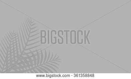 Coconut Leaf Grey For Background, Shadow Tree Palm Leaves On Wall, Floral Natural Leaves Shadow Gray