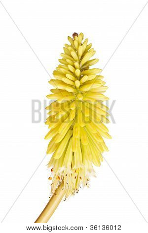 Krátký představec s jasně žlutými květy Kniphofia