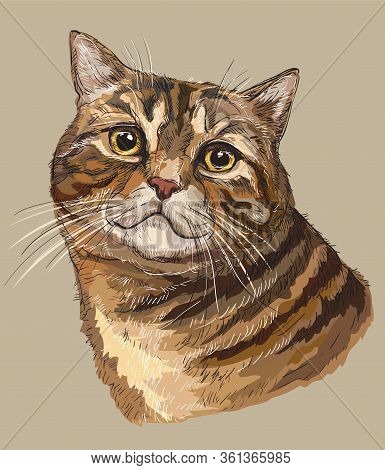 Colorful Vector Hand Drawing Portrait Of Cat. Realistic Retro Portrait Of Tabby Cat. Vector Vintage 