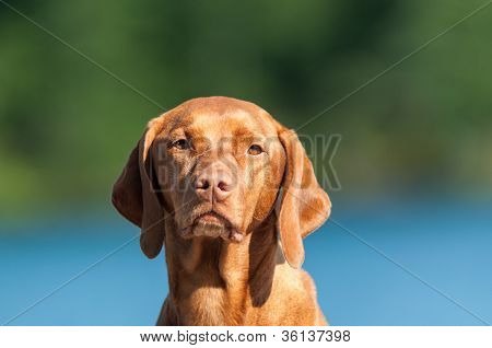 ภาพสุนัข vizsla