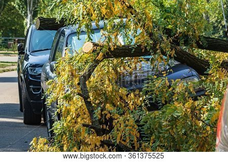A Very Large Broken Tree Fell On A Car During A Hurricane. Destruction After A Gale. Accident. Close