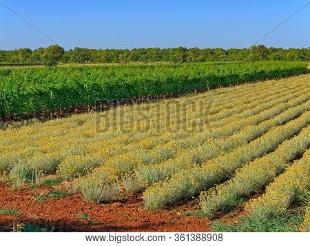 Growing A Medicinal Herbs, Immortelle Field Near Oklaj In Promina County At Dalmatian Zagora In Croa