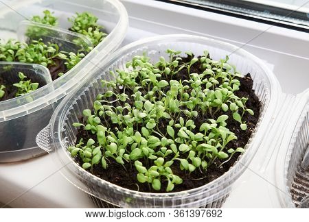 Green, Young Leaves And Sprouts Of Clove Flowers In A Plastic Pot On A White Kitchen Windowsill In S