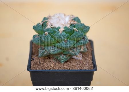 Ariocarpus Fissuratus In Flower Pot Show Nature Background