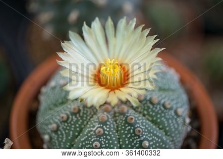 Astrophytum Asterias 