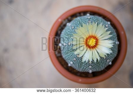 Astrophytum Asterias 