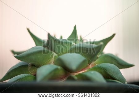 Ariocarpus Retusus In Flower Pot Show Nature Background