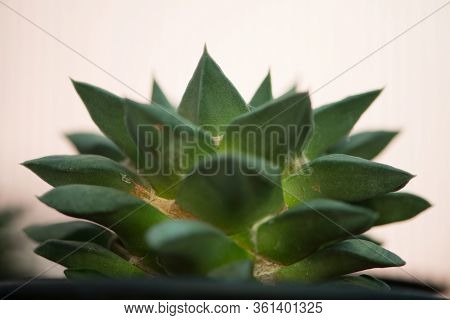 Ariocarpus Retusus In Flower Pot Show Nature Background