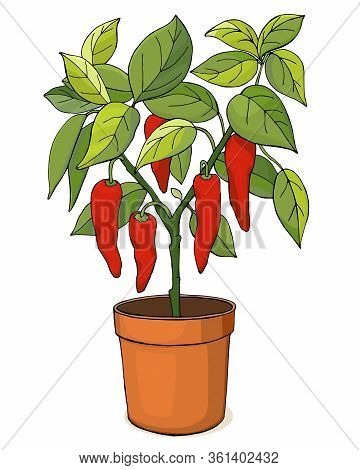 Red Pepper Plant In A Pot Isolated On White Background. Home Gardening. Vector Illustration.