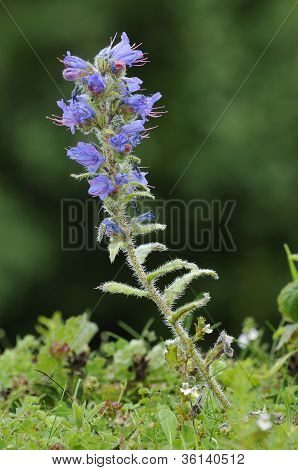 Viper Ochsenzunge Blumen