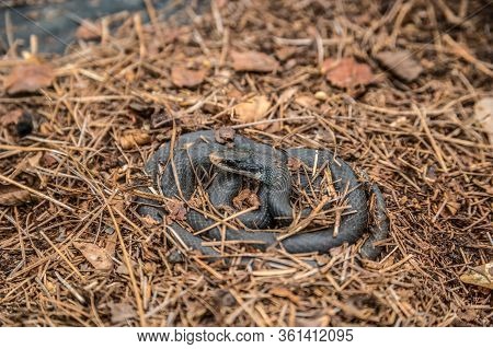 A Black Rat Snake Lying Coiled Up Alert And Awake In The Pine Mulch On The Ground On A Warm Sunny Da