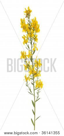 Genista Tinctoria