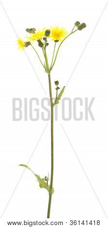 Sonchus Arvensis