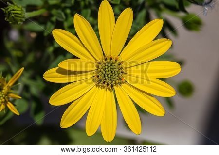 Spring Flowers. Spring Background. Beauty Yellow Marguerite Daisy