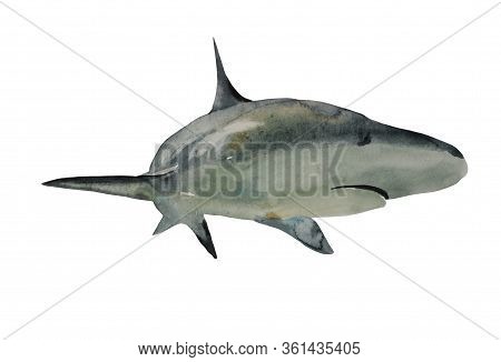 Watercolor Great Shark Illustration, Front View With Turn. Original Realistic Hand Painted Art Isola