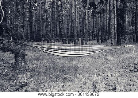 Hammock Stretched With Ropes Between Two Pine Trees On Lawn In Forest At Sun Summer Day. Black And W