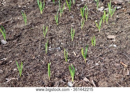 Young Green Garlic Growing. Young Garlic Plants. Seedlings. Gadening.sprouts Of Garlic. Organic And 