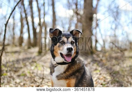 A Beautiful Old, German Shepherd - Border Collie Mix Breed Dog Is Sitting Outside In The Deciduous F