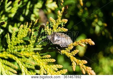 The Grey Garden Bug Called Raphigaster Nebulosa