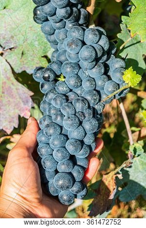Close Up Of Berries And Leaves Of Grape-vine. Single Bunch Of Ripe Red Wine Grapes Hanging On A Vine