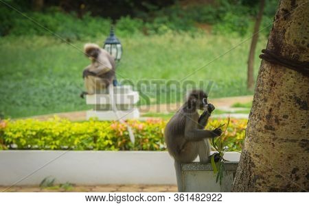 Dusky Monkey Sitting On Wall And Eating With Another Monkey In The Background