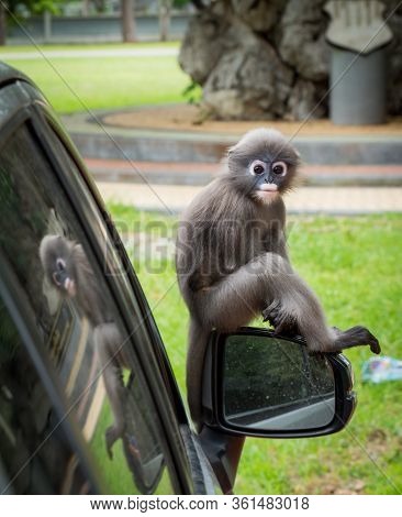 Dusky Monkey Sitting On Mirror Of Car With Reflection In Window In Lommuak Thailand