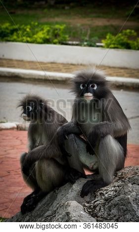 Two Dusky Monkeys Sitting On A Rock With One Looking At The Camera And The Other Looking To The Righ