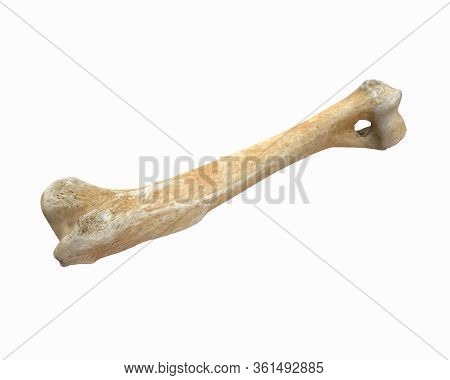 3d Render Of Animal Leg Bone Isolated On White