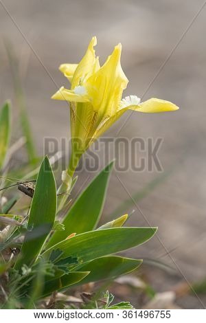 A Yellow Dwarf Iris (iris Pumila) On A Cloudy Day In Spring (bisamberg, Austria)